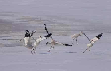 阳春三月莅临盘锦的白鹤