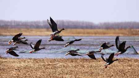 南飞的大雁今天已飞回向海,即将繁衍后代。