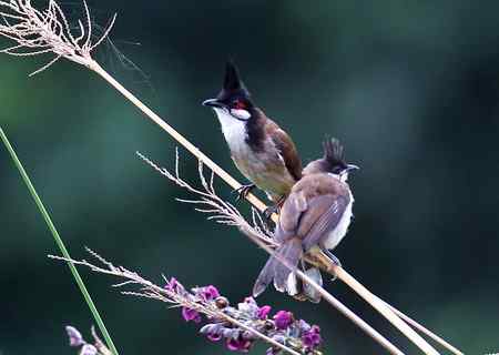 母子俩－－小鹎