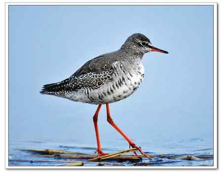 一种很像东方鴴的鸟是什么鴴?