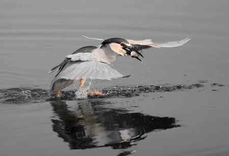 济南明湖夜鹭初拍