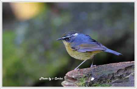 飛羽小品 白眉林鸲
