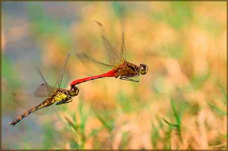 两只蜻蜓——飞行版