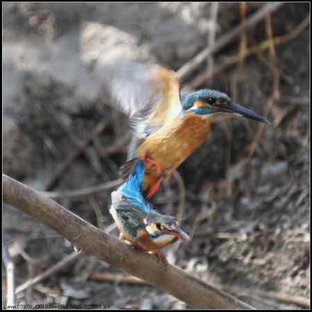 小翠开始“踩蛋儿”啦！