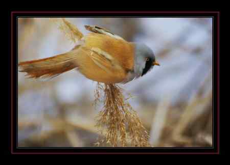 文须雀，为之守候多天