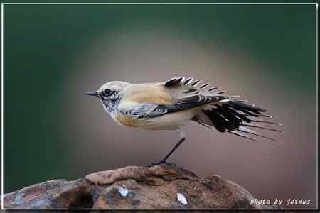 漠即鳥 台湾迷鸟