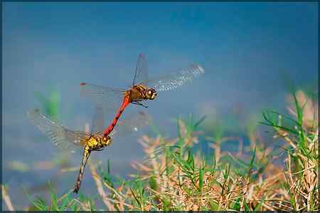 两只蜻蜓——飞行版