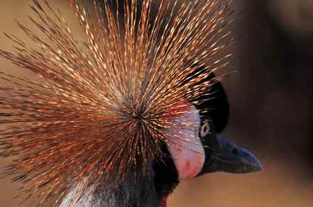 一组鸟冠特写（冠鹤）