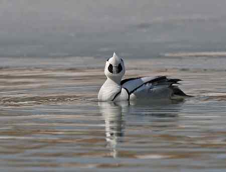 白秋沙鸭照片多张