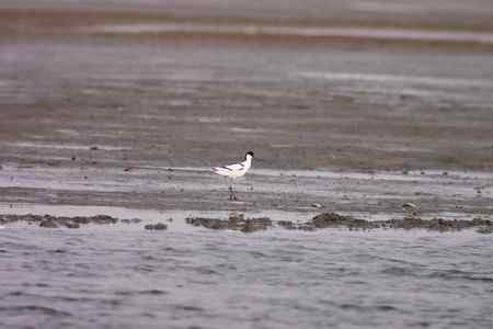 也发点望远镜摄影的片子