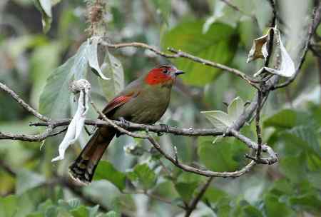 云南的百花岭是鸟的天堂