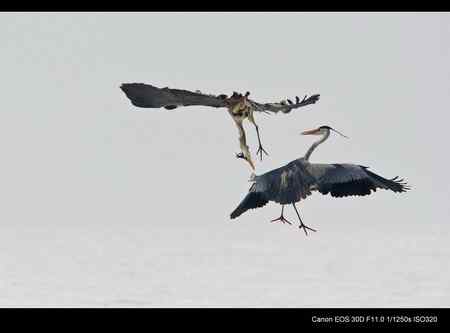 兴凯湖畔 苍鹭闹春