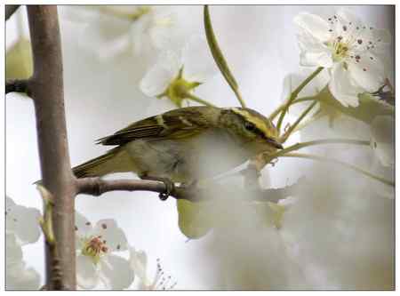 梨花盛开的季节