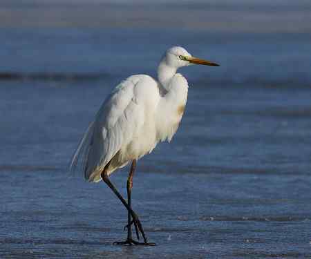 白鹭-苍鹭-骨顶鸡野鸭