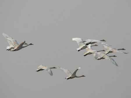 紧密团结的天鹅 科尔沁草原