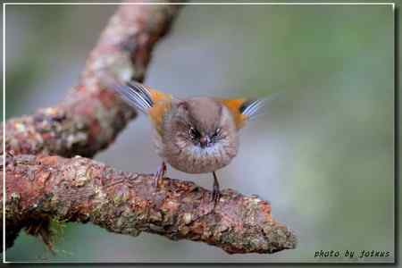 台湾合欢山三千米的驚豔