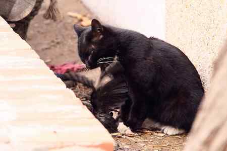 八哥被猫所害 同伴深情的呼唤