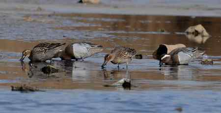 近距离接触白眉野鸭