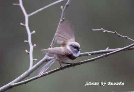 银脸（长尾）山雀
