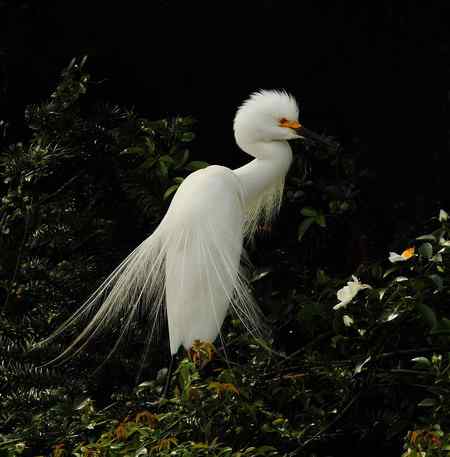 漂亮的繁殖羽，快乐的单身汉