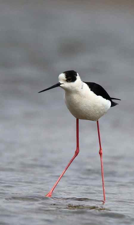 补拍黑翅长脚鹬