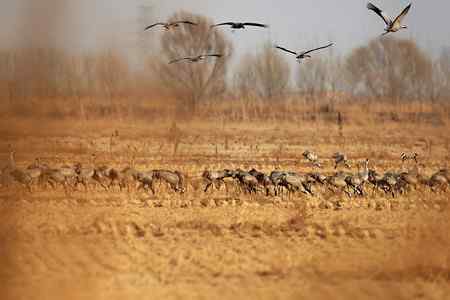 唐海湿地的灰鹤