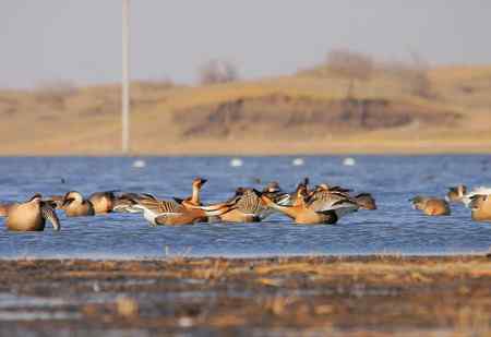 绅士风度的鸿雁 争执觅食地盘
