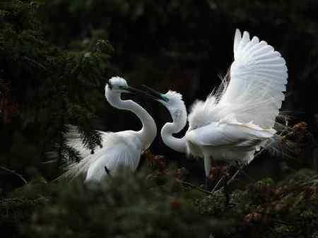 激情象山  白鹭篇（—）