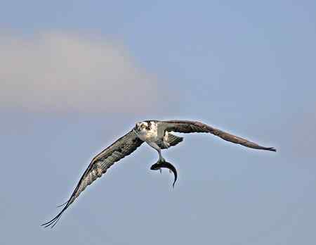 鱼鹰小集（Osprey）