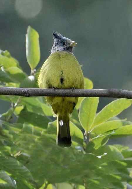 云南的百花岭是鸟的天堂