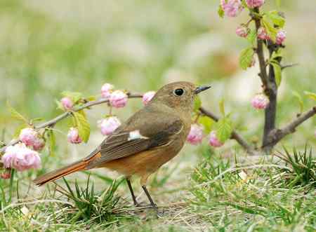 北红尾鸲小俩口