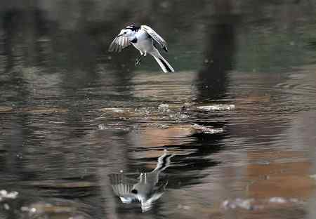 白鹡鸰鸟儿悬停