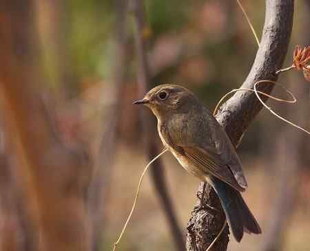 花开北红来（附红肋）