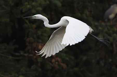 我爱象山大白鹭！
