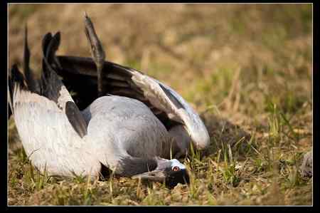 是谁害死了灰鹤?! 是谁害死了灰鹤?!