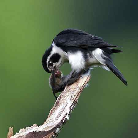 婺源拍鸟作品：小隼