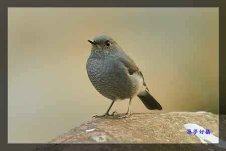 鉛色水鶇 (紅尾水鴝)