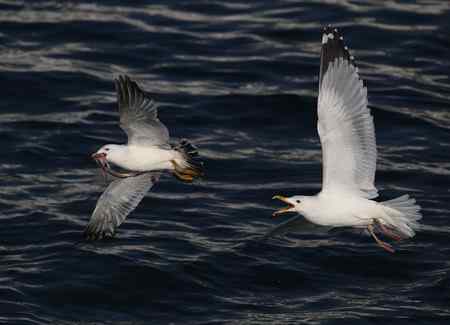 海鸥天生爱吃鱼！！