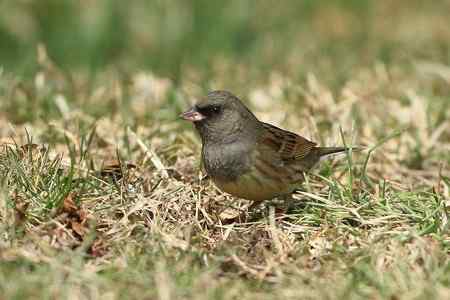 红尾巴鸟钻进灌木丛：灰头鹀回来了！
