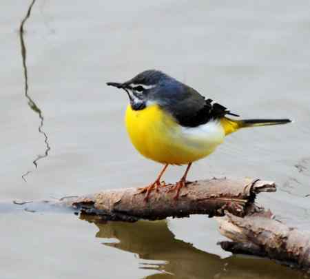 黄色的鸟儿——灰鹡鸰