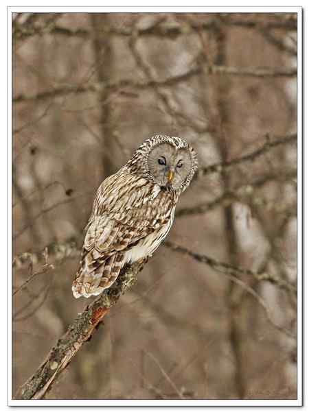 山路偶遇长尾林號