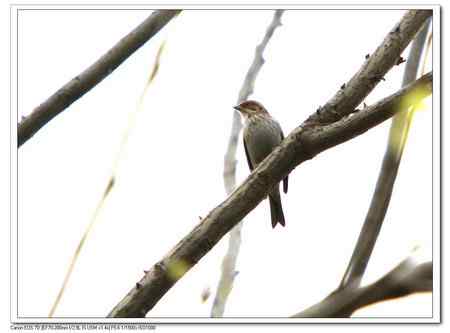 请教鸟名：这是栗耳鹀吗？