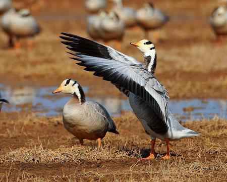 草海斑头雁魅力高清晰组图