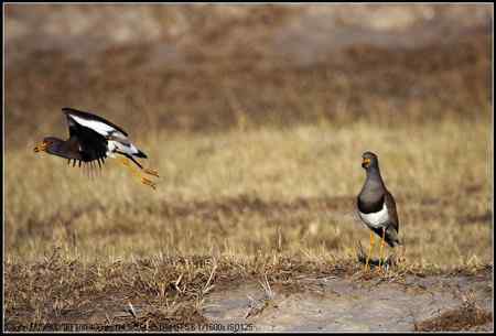 灰头麦鸡 向海自然保护区