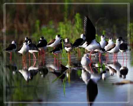 黑翅长脚鹬照片一组