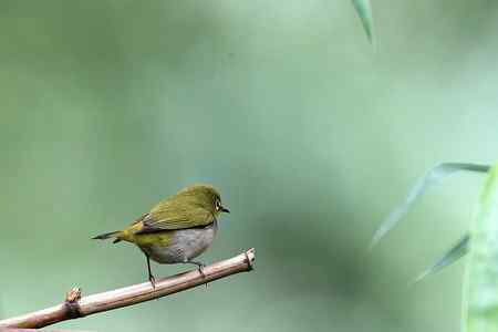 中山大学里的绣眼