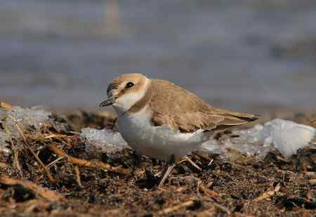 环颈鸻好奇的看着我说...