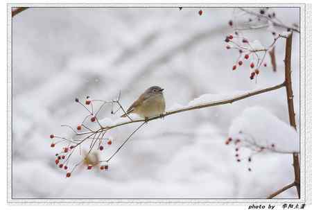 秦岭地区的小林鸟