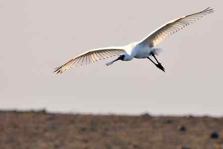 等候黑臉琵鷺出现