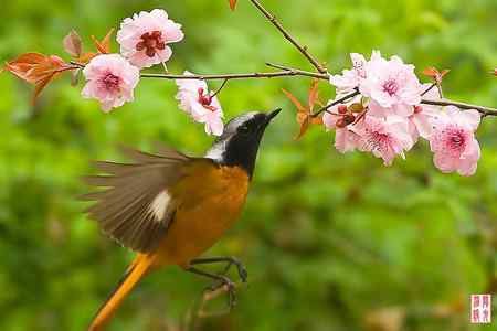 花开引得鸟儿来